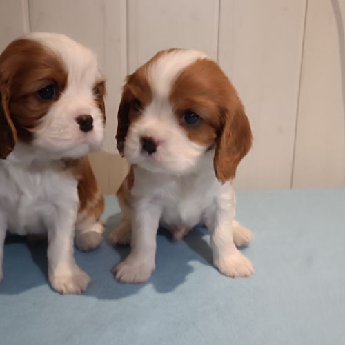 2 chiots cavalier king charles lof à réserver