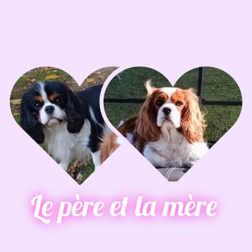 5 chiots cavalier king charles lof à réserver #2