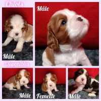 5 chiots cavalier king charles lof à réserver
