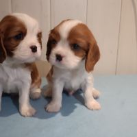 2 chiots cavalier king charles lof à réserver