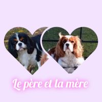 5 chiots cavalier king charles lof à réserver #2