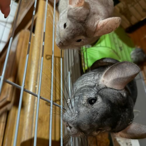 Chinchilla #1