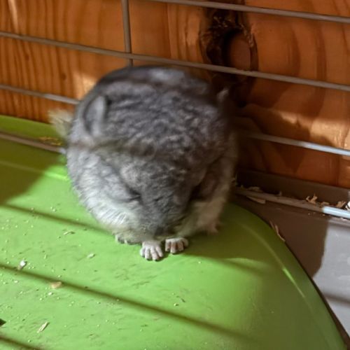 Chinchilla #2
