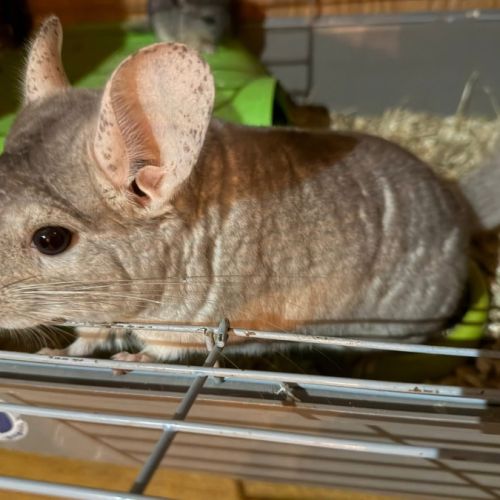 Chinchilla #4