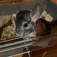 Chinchilla