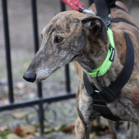 Fandango 5 ans, un amour de galgo