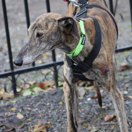 Fandango 5 ans, un amour de galgo #3