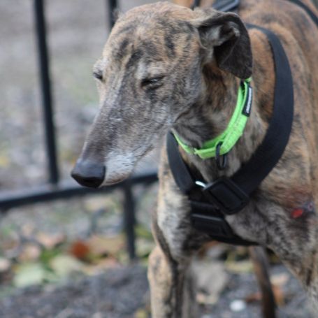 Fandango 5 ans, un amour de galgo #4