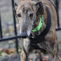 Fandango 5 ans, un amour de galgo #1