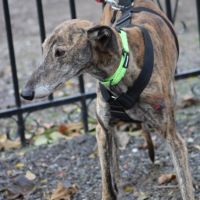 Fandango 5 ans, un amour de galgo #3