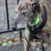 Fandango 5 ans, un amour de galgo #4