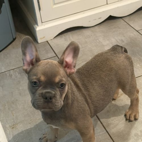 Disponible chiot bouledogues français #0