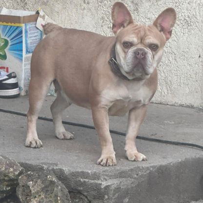 Disponible chiots bouledogues français #4