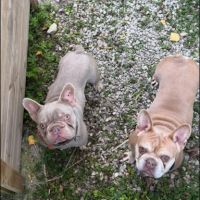 Disponible chiot bouledogues français #1