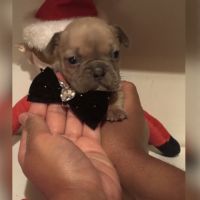 Disponible chiots bouledogues français