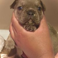 Disponible chiots bouledogues français #3