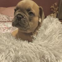 Disponible chiots bouledogues français