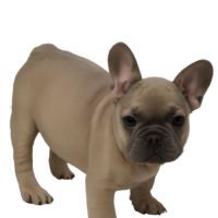 Disponible chiots bouledogues français