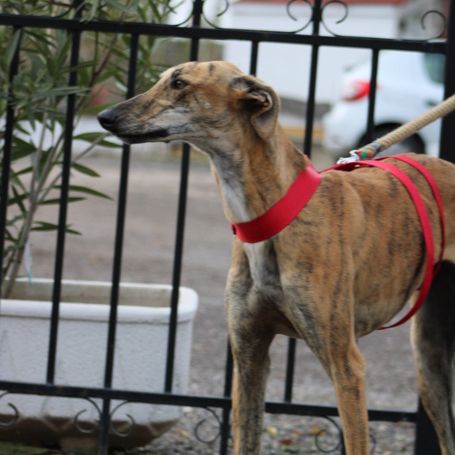 Gondola, jeune galga espagnole d' 1 an #1