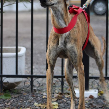 Gondola, jeune galga espagnole d' 1 an #2