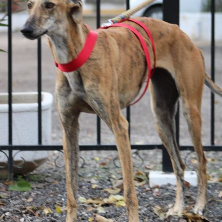 Gondola, jeune galga espagnole d' 1 an #3