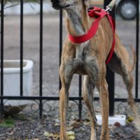 Gondola, jeune galga espagnole d' 1 an #2