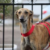 Gondola, jeune galga espagnole d' 1 an