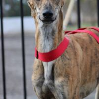 Gondola, jeune galga espagnole d' 1 an #5