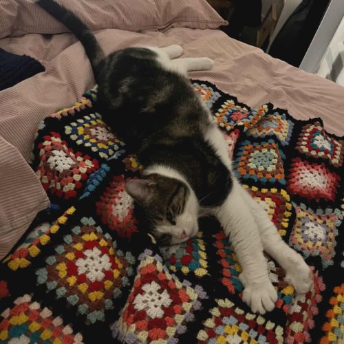 Miloé jeune chat doux et câlin méritant un foyer #2