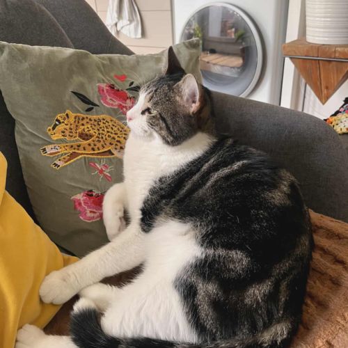 Miloé jeune chat doux et câlin méritant un foyer #3