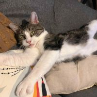 Miloé jeune chat doux et câlin méritant un foyer #5