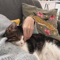 Miloé jeune chat doux et câlin méritant un foyer #7