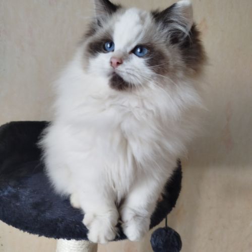 Chatons ragdoll loof #1