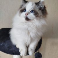 Chatons ragdoll loof #1