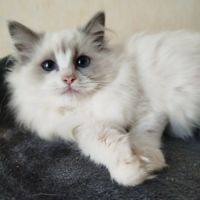Chatons ragdoll loof #2