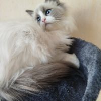 Chatons ragdoll loof #0