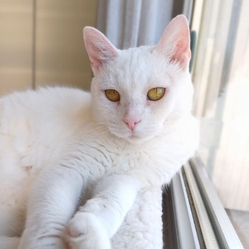 Adoption du coeur : bianca