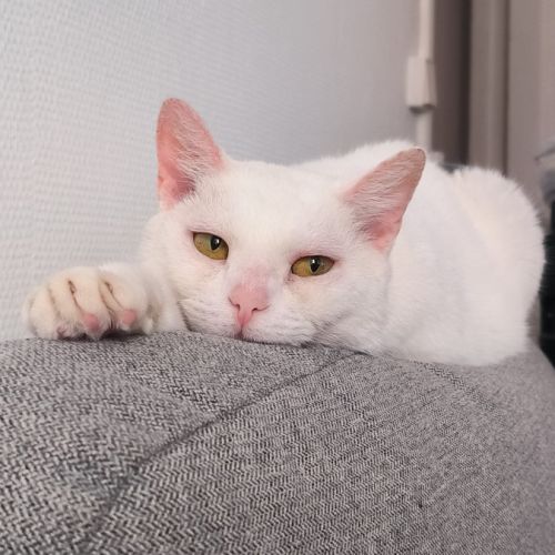 Adoption du coeur : bianca #3