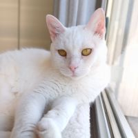 Adoption du coeur : bianca #0