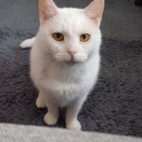 Adoption du coeur : bianca #2