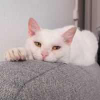 Adoption du coeur : bianca #3