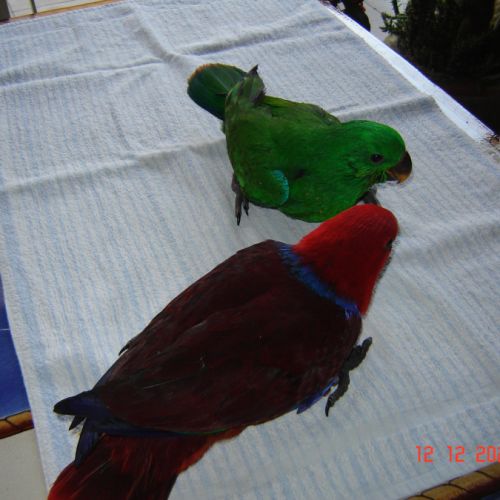 Perroquet éclectus #1