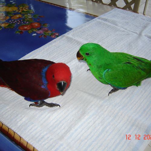 Perroquet éclectus #2