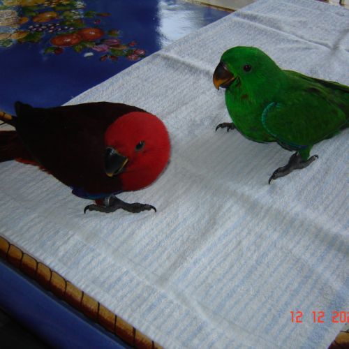 Perroquet éclectus #3