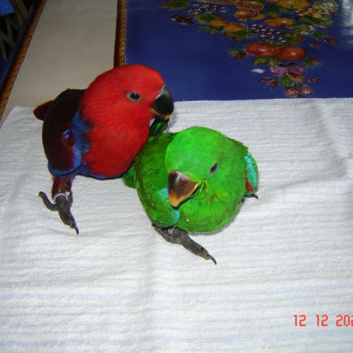 Perroquet éclectus #5