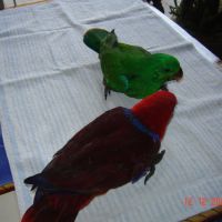 Perroquet éclectus #1