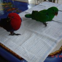 Perroquet éclectus #0