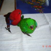 Perroquet éclectus #6