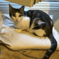 Pomponette jeune chatte calme et facile à vivre #3