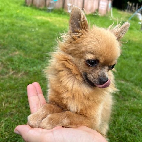 Femelles chihuahua à poil long #1